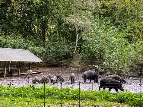 Oplev Marselisborg Dyrehave – Århus’ Smukke Dyrepark